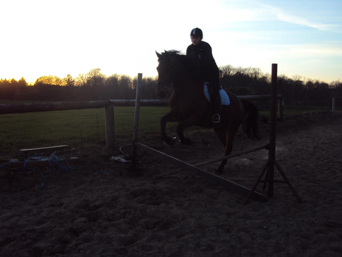 Anden særlig race Mason billede 13