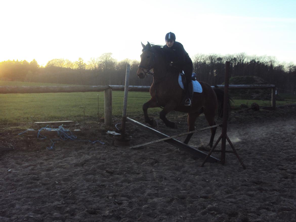 Anden særlig race Mason billede 2