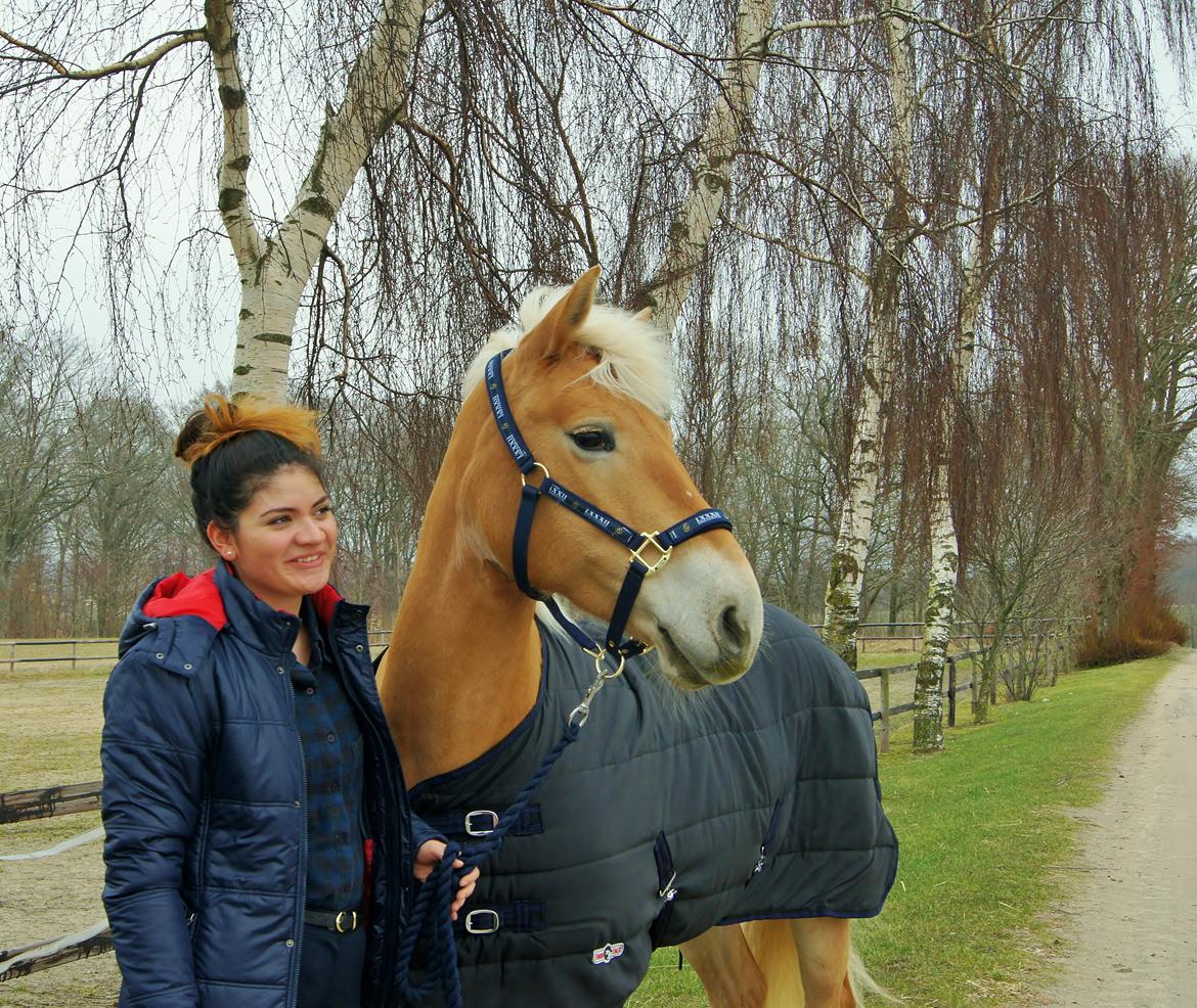 Haflinger Nordan`s Aurora *EM GULD* billede 4