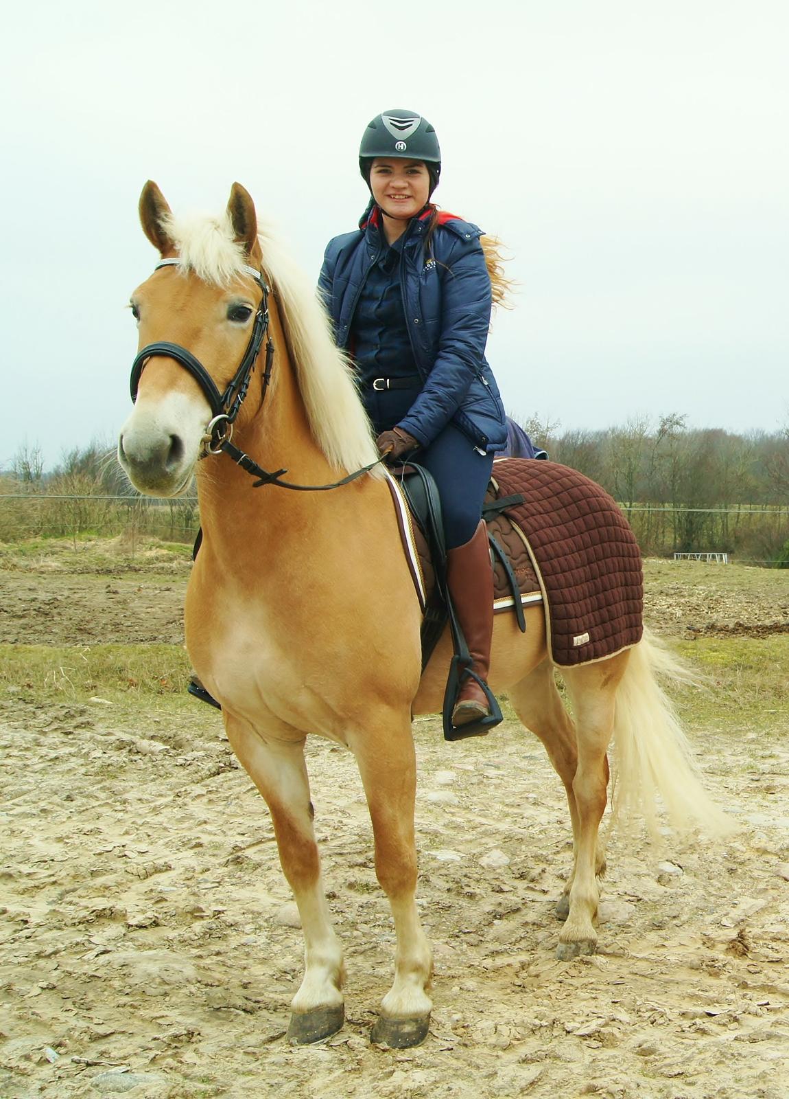 Haflinger Nordan`s Aurora *EM GULD* billede 11