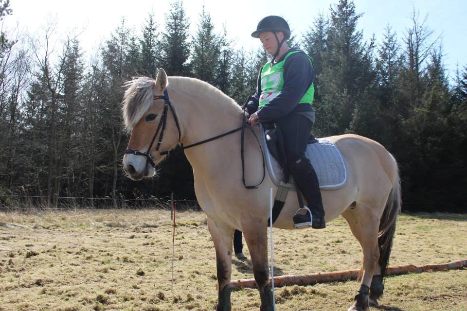 Fjordhest KIRSTINE VÅRBY billede 27