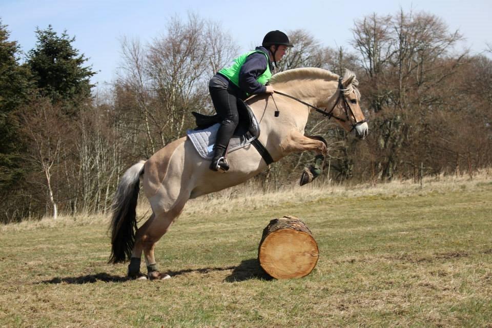 Fjordhest KIRSTINE VÅRBY billede 3