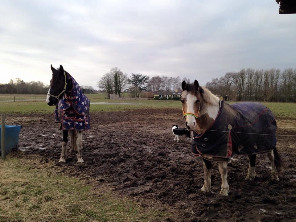Barockpinto Arkia - smartie og atkia 😍 billede 6