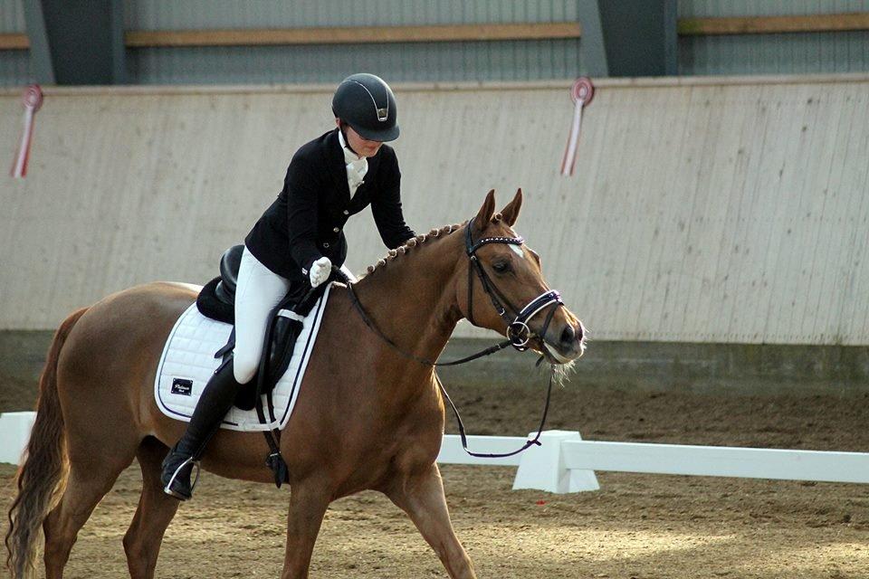Tysk Sportspony Coccolina De Luxe B-pony  - Always forgive your horse for their mistakes. After all, they forgive you for all yours.  billede 3