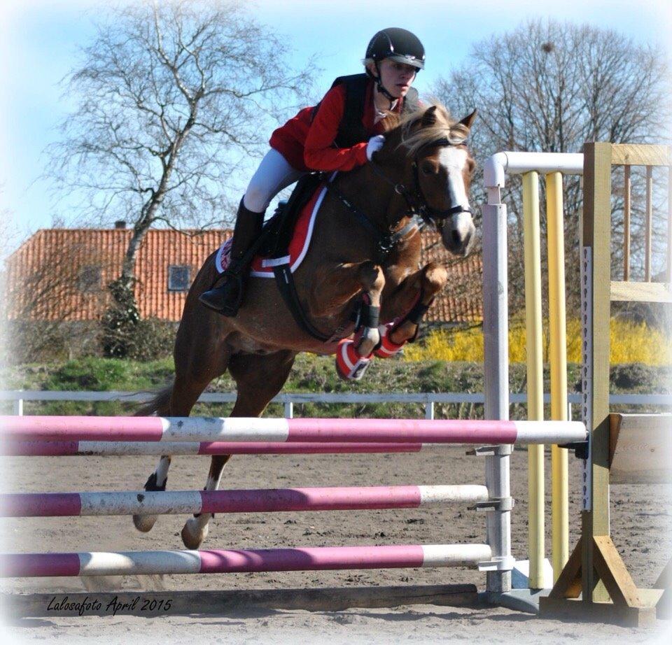 Welsh Pony (sec B) Clausholm volvo (IR) SOLGT - Velkommen til Volvo´s profil :) billede 2