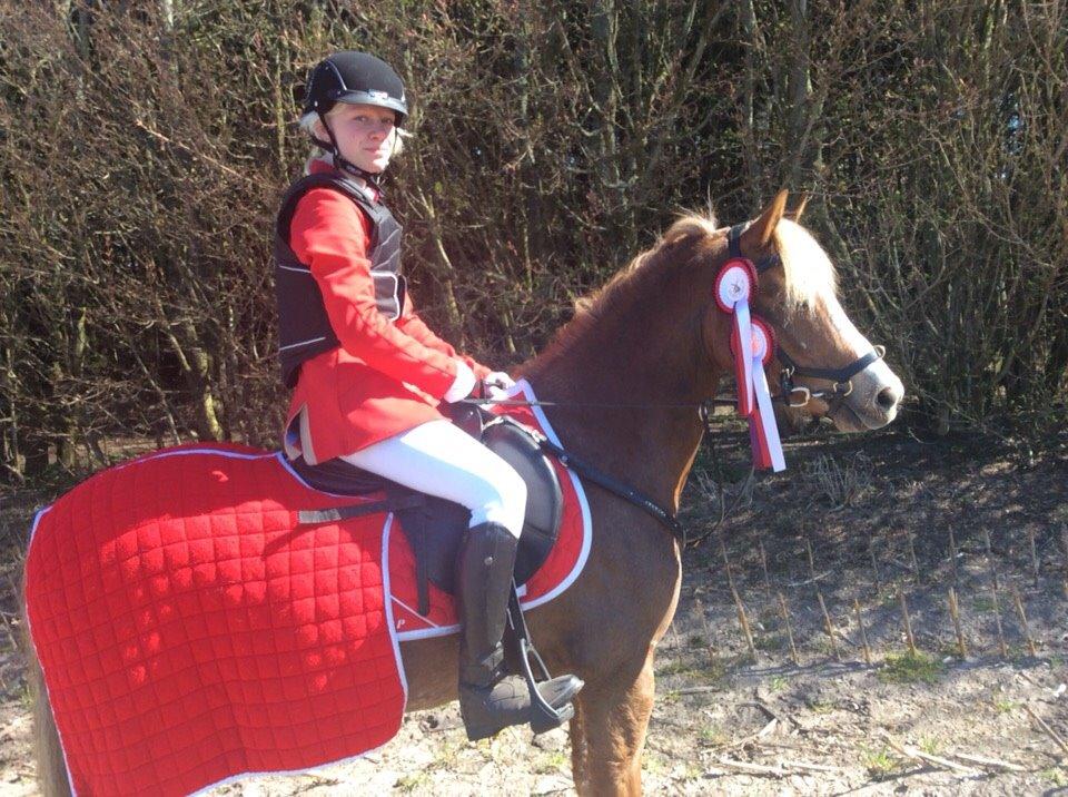 Welsh Pony (sec B) Clausholm volvo (IR) SOLGT - Vinder LC og LB billede 15