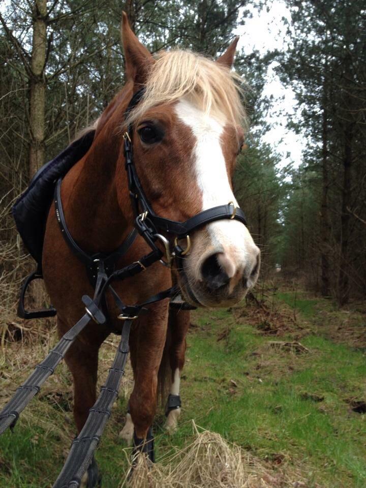 Welsh Pony (sec B) Clausholm volvo (IR) SOLGT - Vi skridter af i skoven ;), samme dag sprang vi 1.20 billede 5