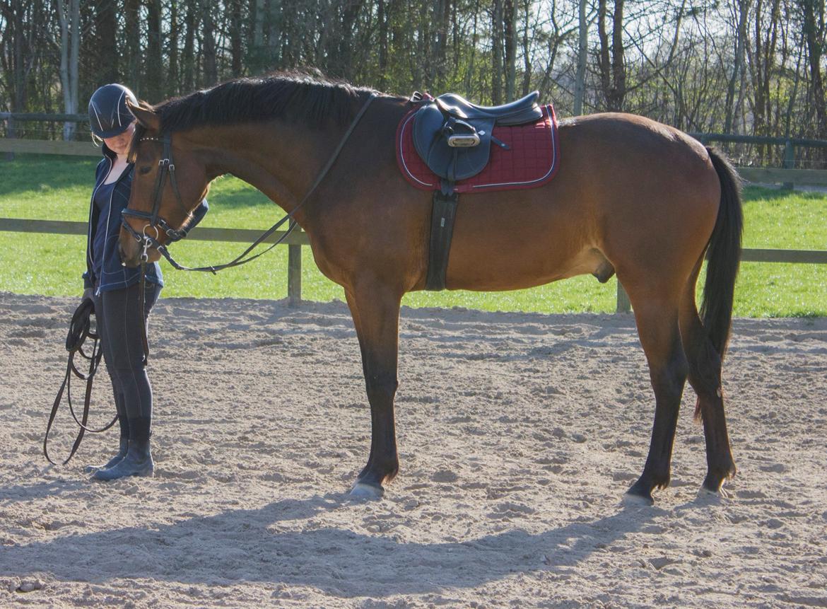 Dansk Varmblod Ringsgaards geni - D. 20 April 2015 <3 billede 1
