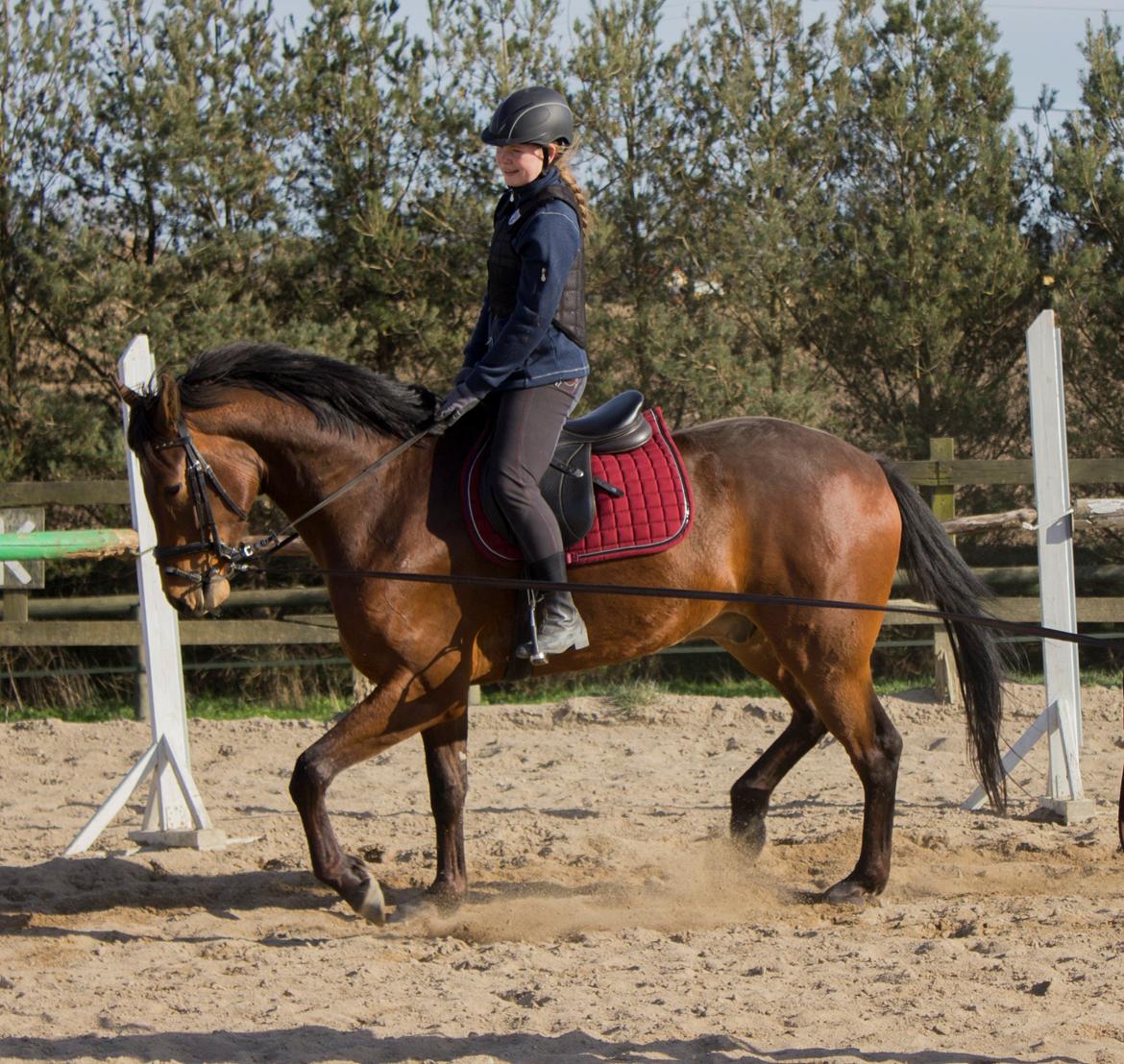 Dansk Varmblod Ringsgaards geni - D. 20 April 2015, igen gav han bare en rigtig god tur <3 billede 3