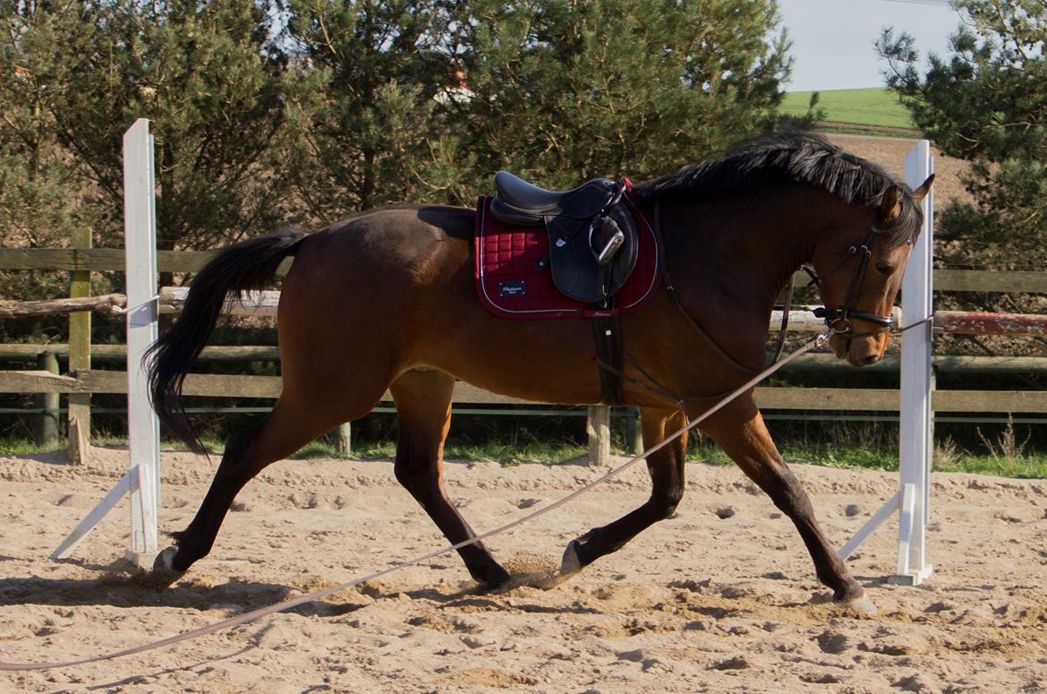 Dansk Varmblod Ringsgaards geni - D. 20 April 2015 <3 billede 6