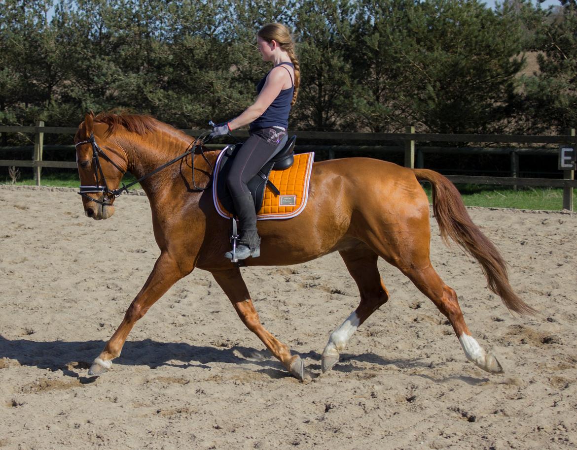 Dansk Varmblod Arion - Arion Træning d. 20 April 2015 billede 1