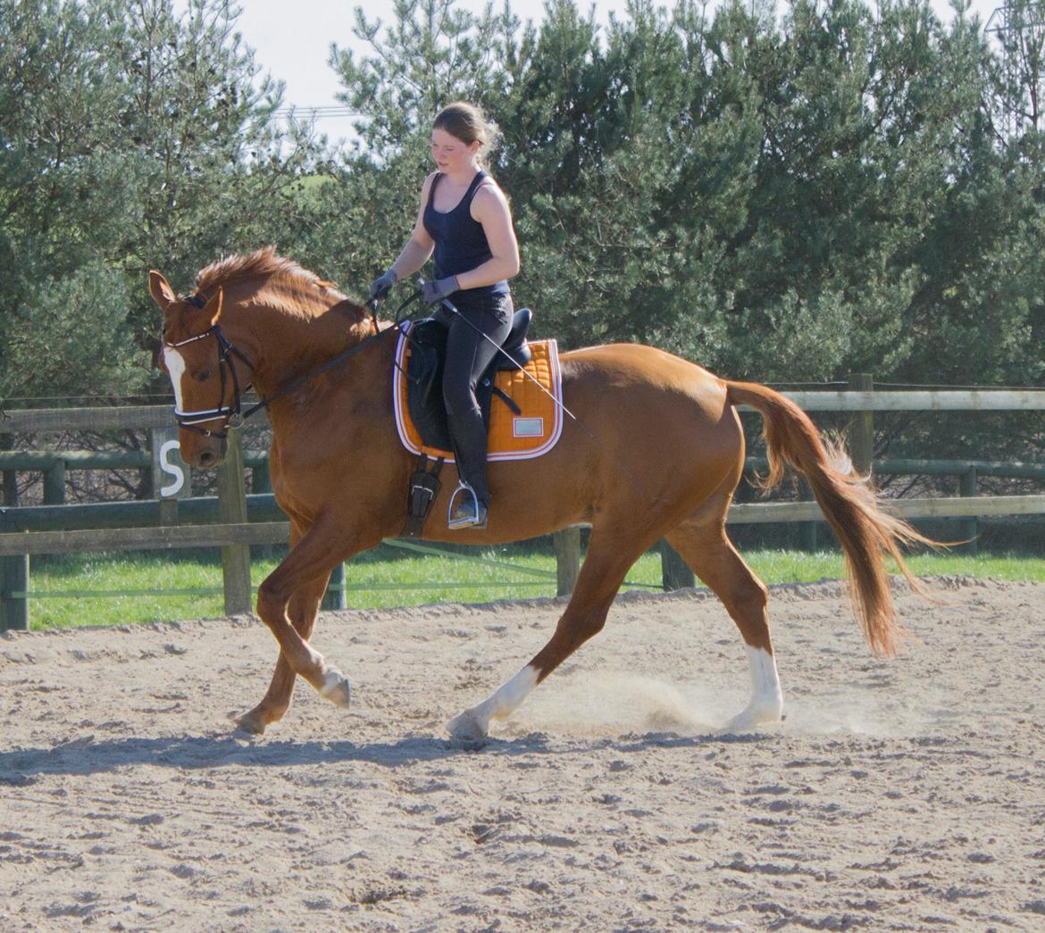 Dansk Varmblod Arion - Arion Træning D. 20 April 2015 billede 9