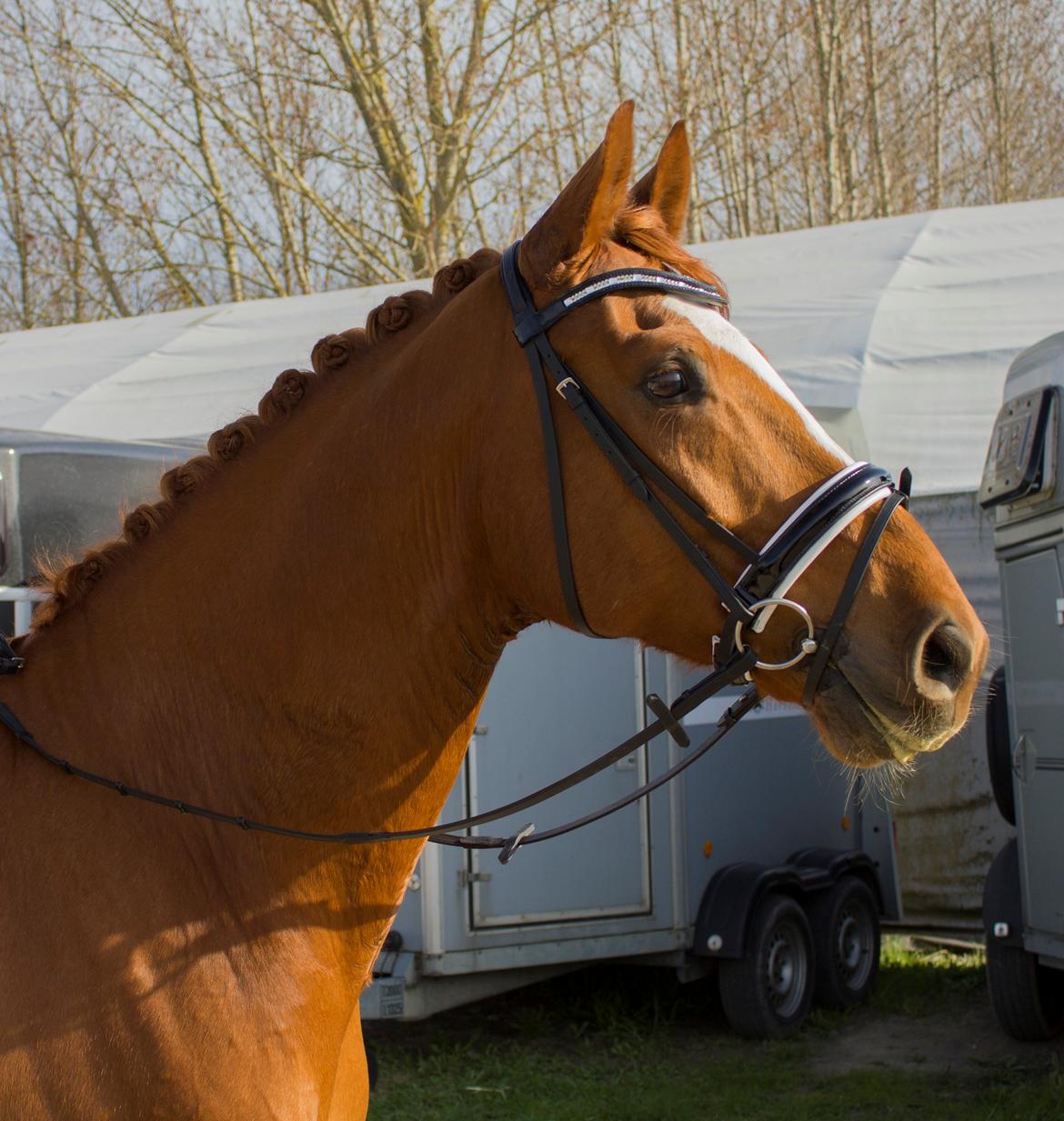 Dansk Varmblod Arion - Arion til stævne d 18 April 2015 billede 6