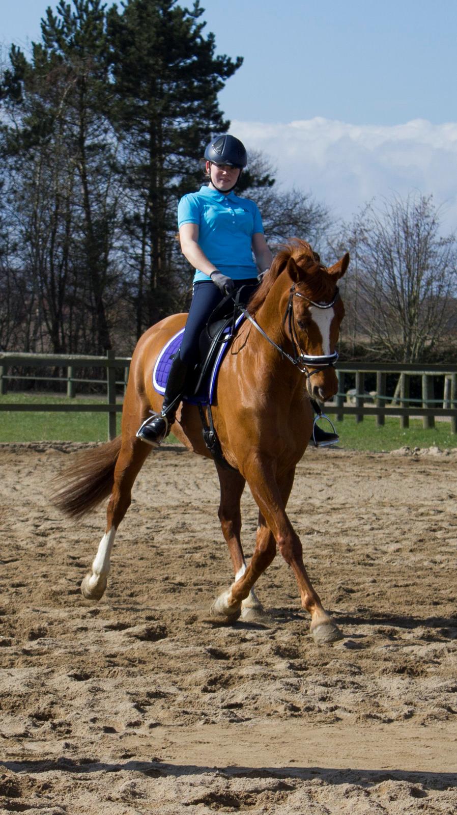 Dansk Varmblod Arion - John Hvalsøe Kursus April 2015 billede 4