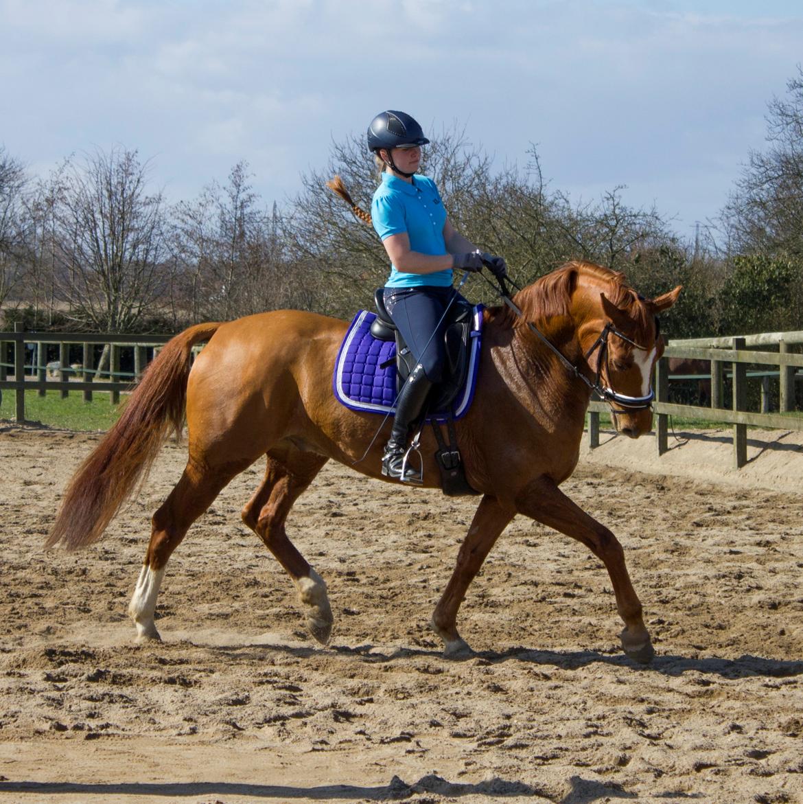 Dansk Varmblod Arion - John Hvalsøe Kursus April 2015 billede 2