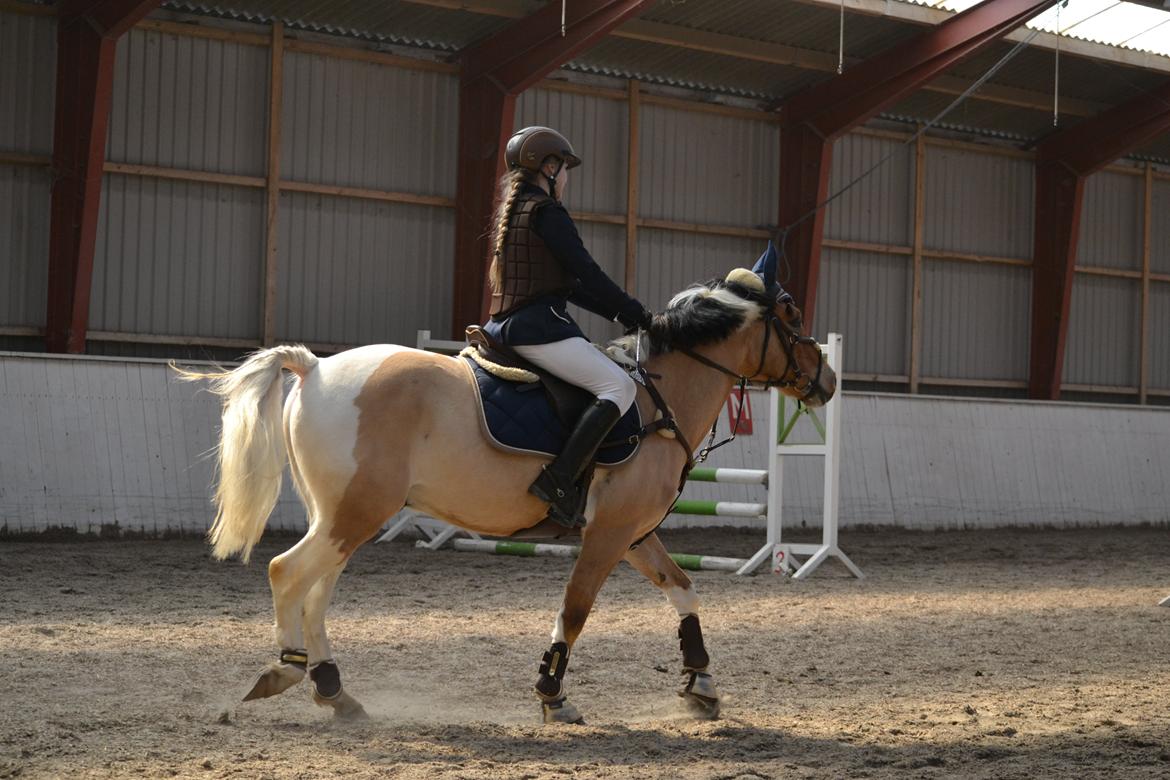 Hollandsk Sportspony Capello Ivo<3 (Min Pony) - LB* billede 24