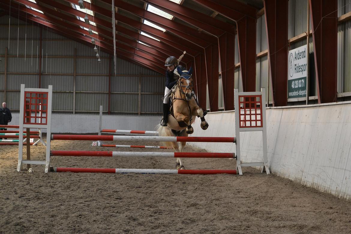 Hollandsk Sportspony Capello Ivo<3 (Min Pony) - Han er flyvende <3  billede 25