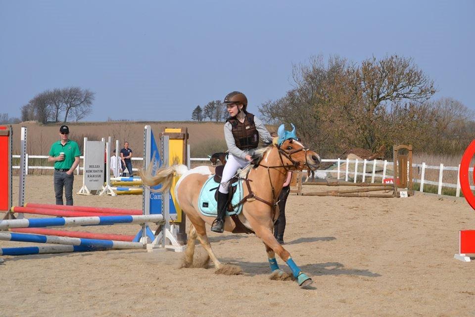 Hollandsk Sportspony Capello Ivo<3 (Min Pony) - Nuurg <3 billede 33