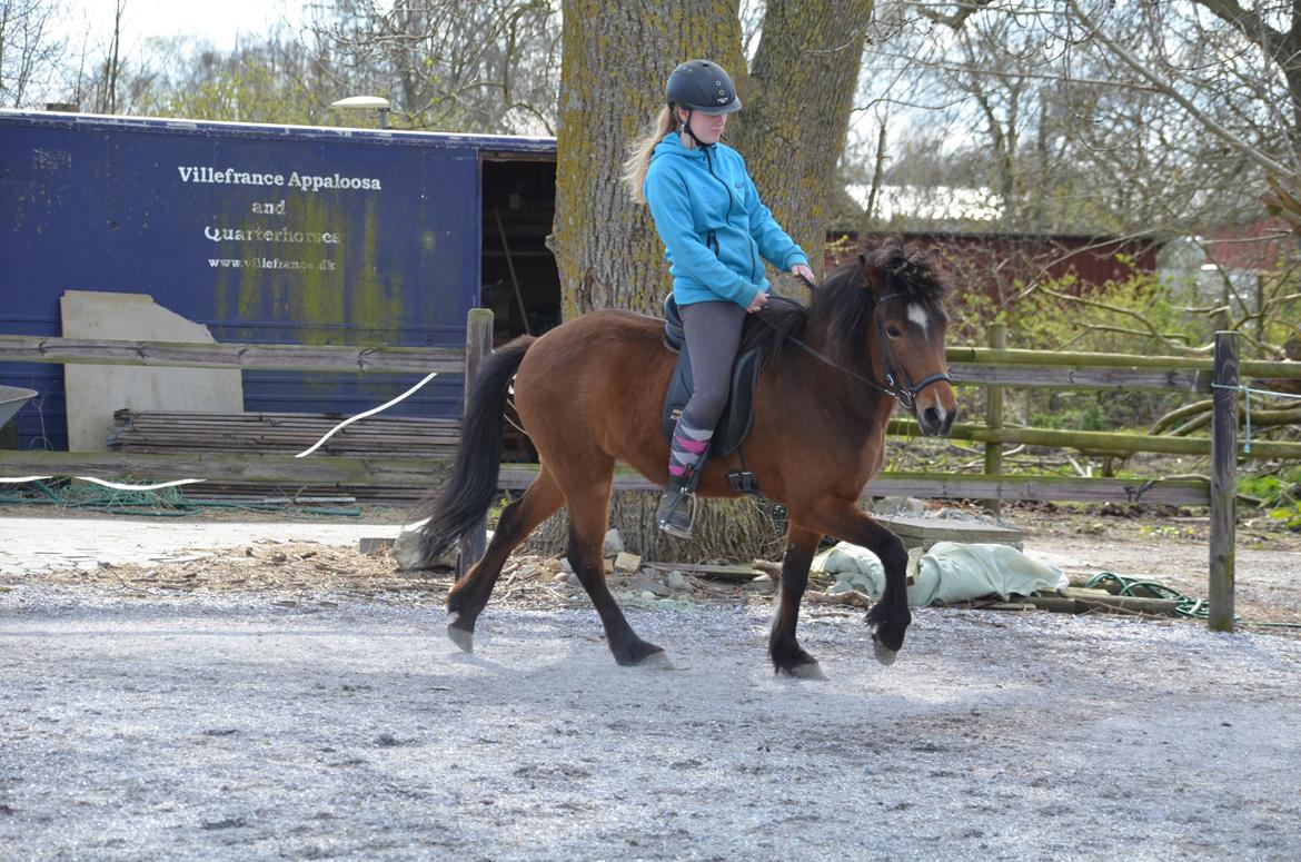 Islænder Jörp fra Skygge - Tølt 18 maj 2015 billede 4