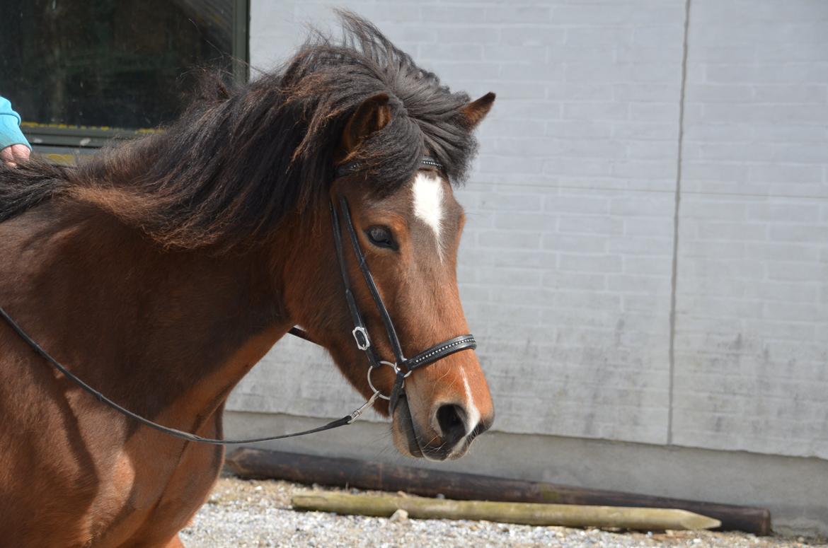 Islænder Jörp fra Skygge - 18 maj 2015 billede 7