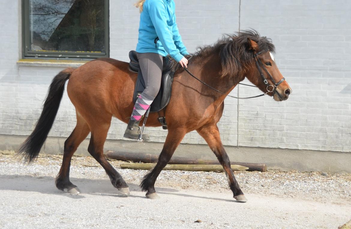 Islænder Jörp fra Skygge - Begyndelsen på trav :D 18 maj 2015 billede 6