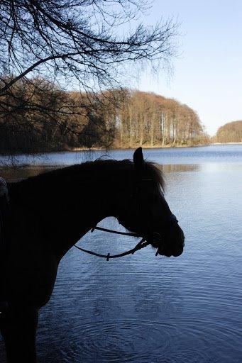 Anden særlig race Hudson billede 1