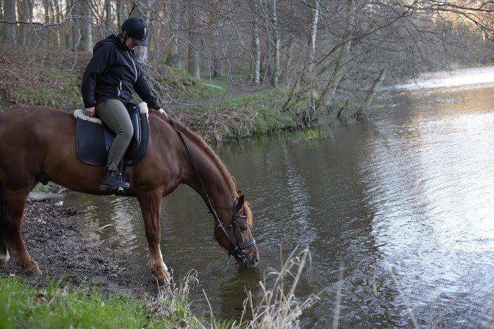 Anden særlig race Hudson billede 2