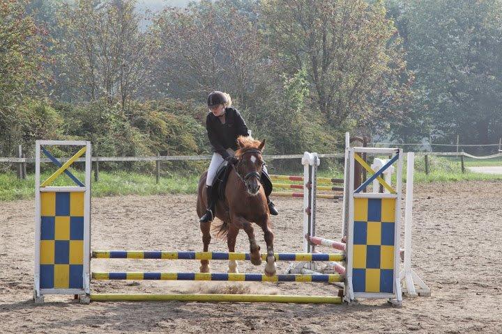 Anden særlig race Hudson billede 3