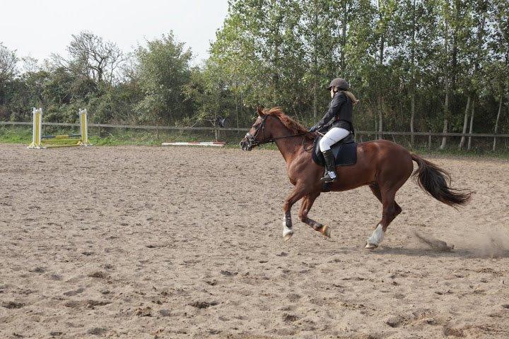 Anden særlig race Hudson billede 12