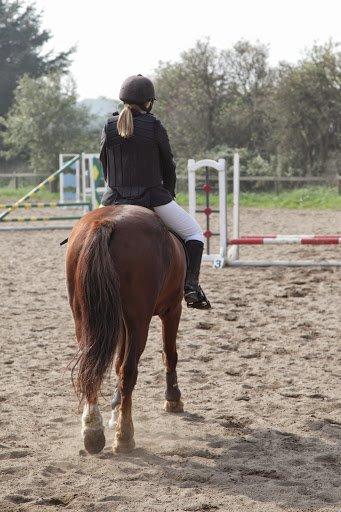 Anden særlig race Hudson billede 16