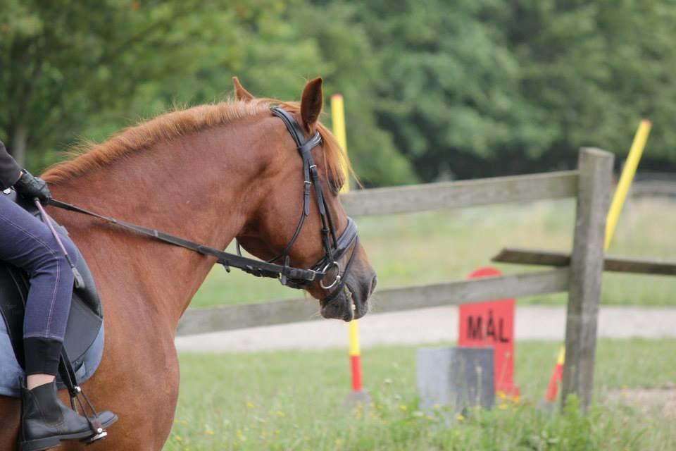 Anden særlig race Hudson billede 18