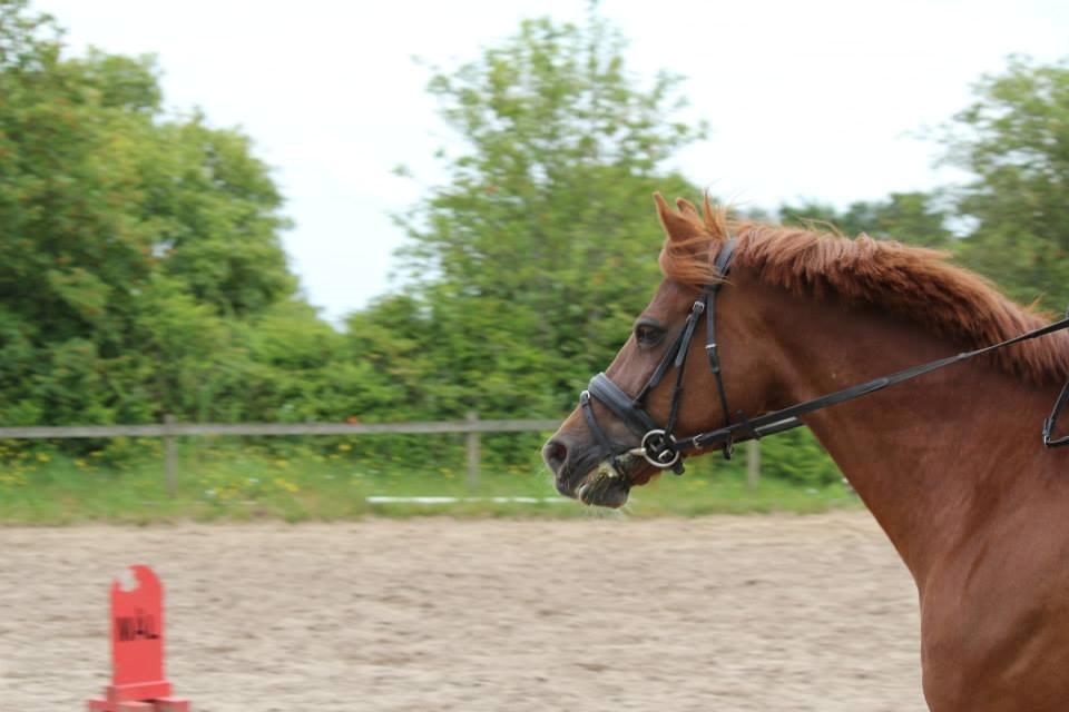 Anden særlig race Hudson billede 11