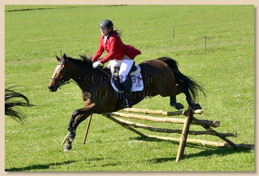 Fuldblod (XX) Pistoleiro billede 1