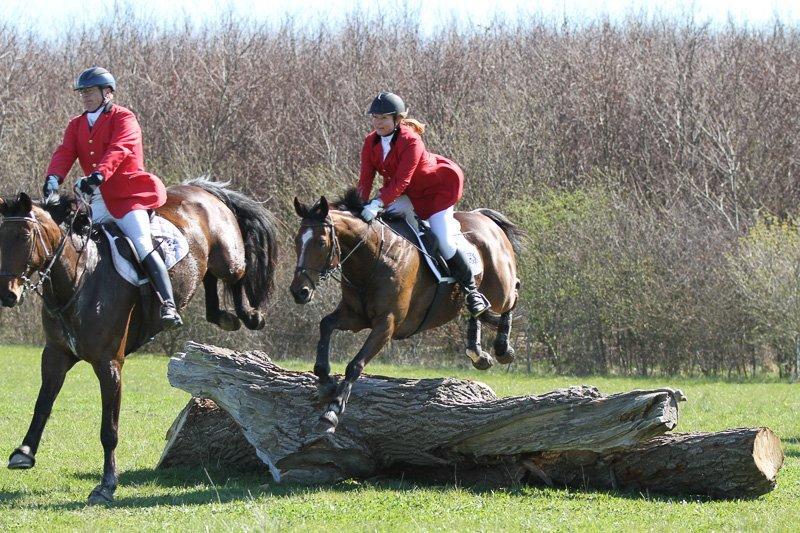 Fuldblod (XX) Pistoleiro billede 2