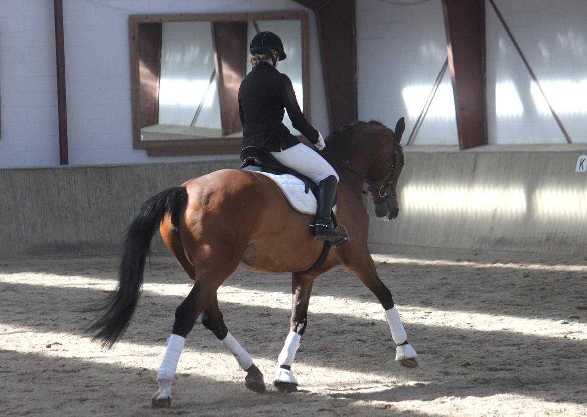 Dansk Varmblod Storbjergs Cassiopeia RDS - Cassiopeia til stævne på NSR. Vinder af LB2 med 69,3%. D. 19-Apr-2015. billede 11