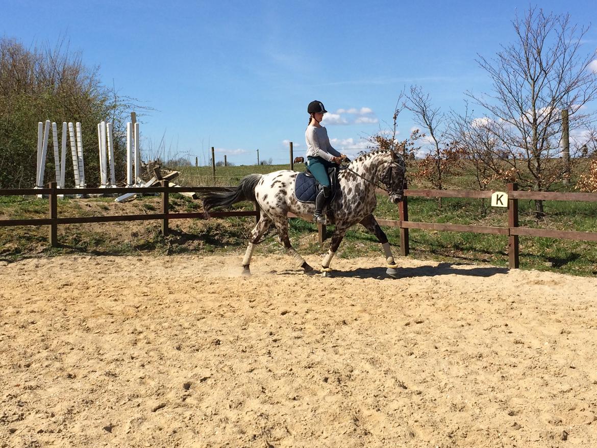 Knabstrupper Funder Nørhedes Surprise billede 33