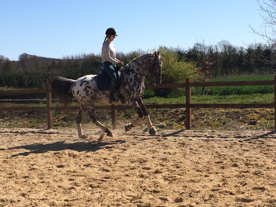 Knabstrupper Funder Nørhedes Surprise billede 34