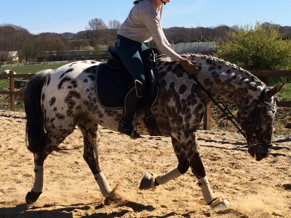 Knabstrupper Funder Nørhedes Surprise billede 36