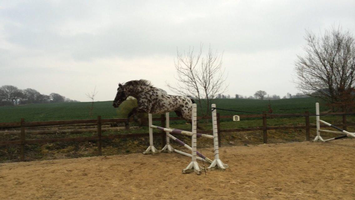 Knabstrupper Funder Nørhedes Surprise billede 48