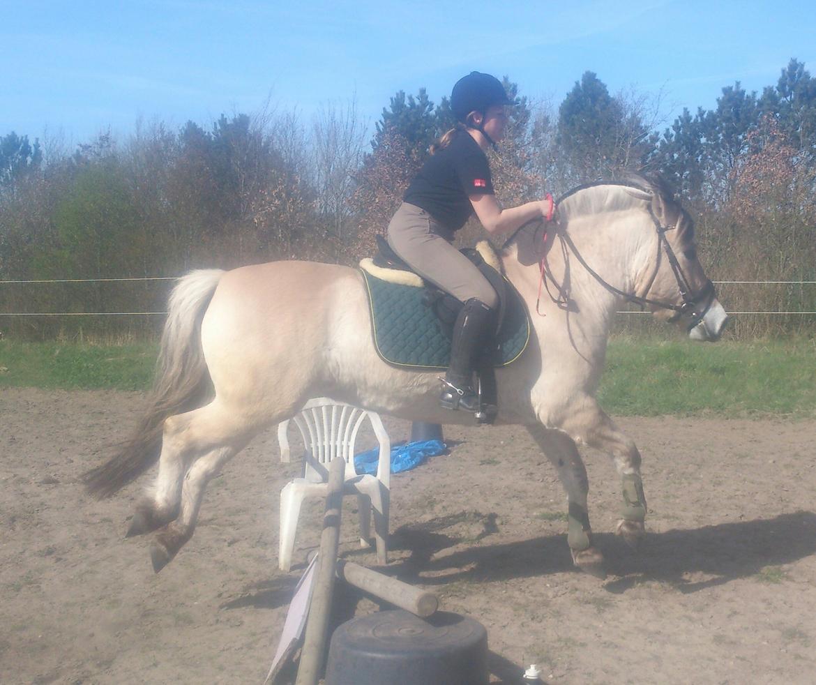 Fjordhest Lukas billede 29