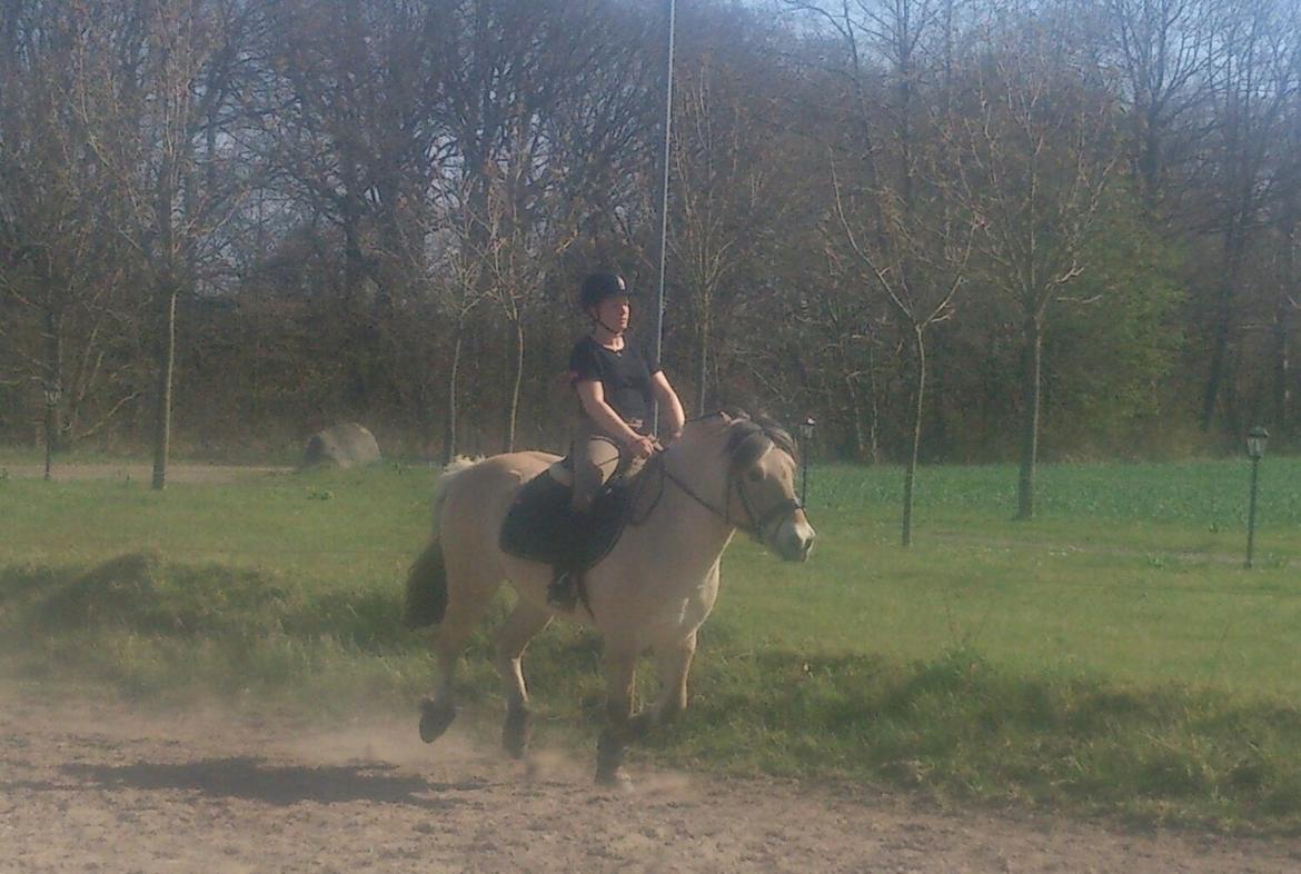 Fjordhest Lukas billede 30