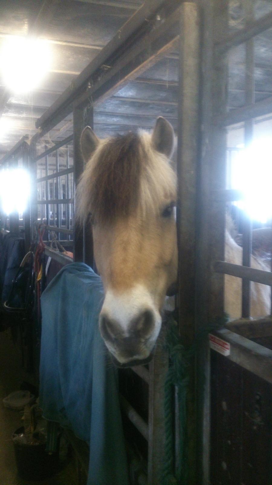 Fjordhest Lukas billede 31