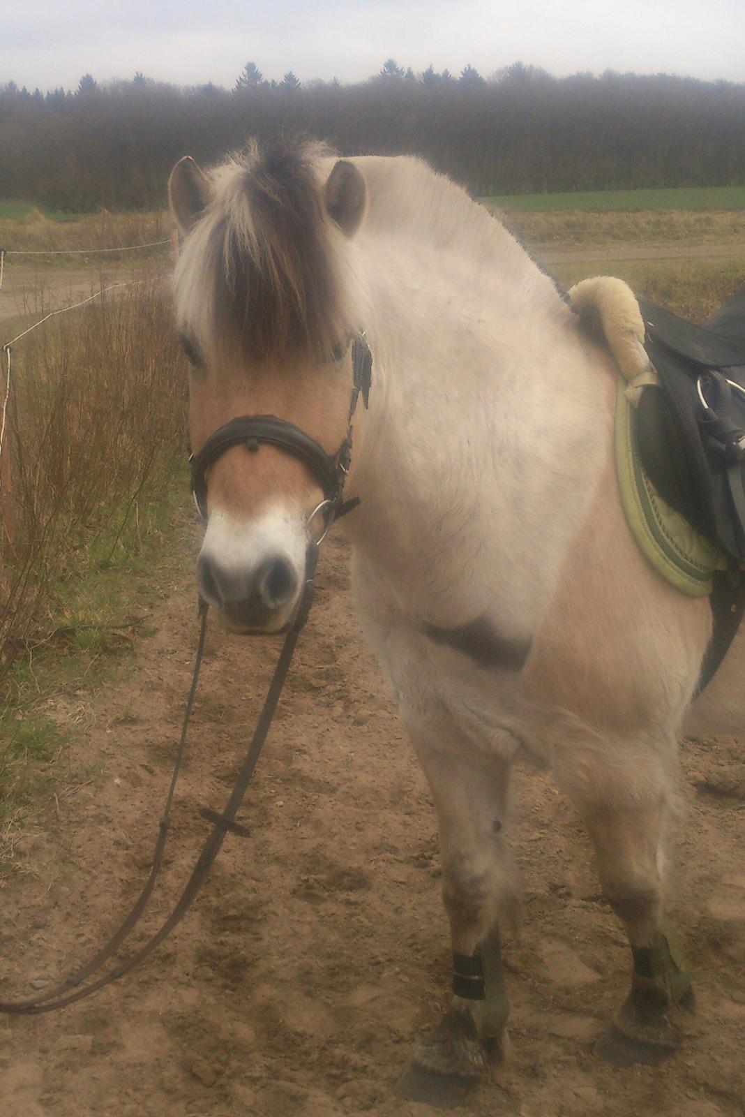 Fjordhest Lukas billede 32