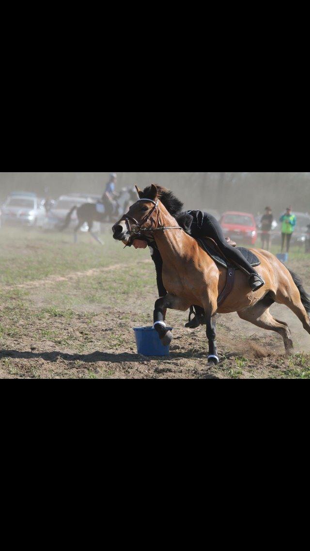 Hollandsk Sportspony Jasmijn billede 45