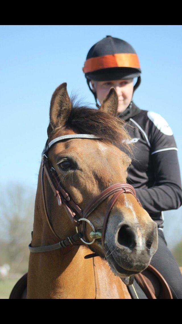Hollandsk Sportspony Jasmijn billede 44