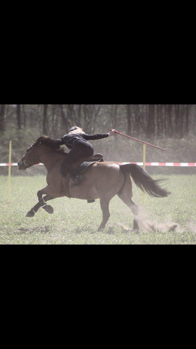 Hollandsk Sportspony Jasmijn billede 46
