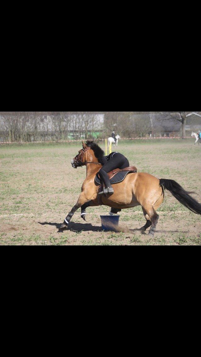 Hollandsk Sportspony Jasmijn billede 47