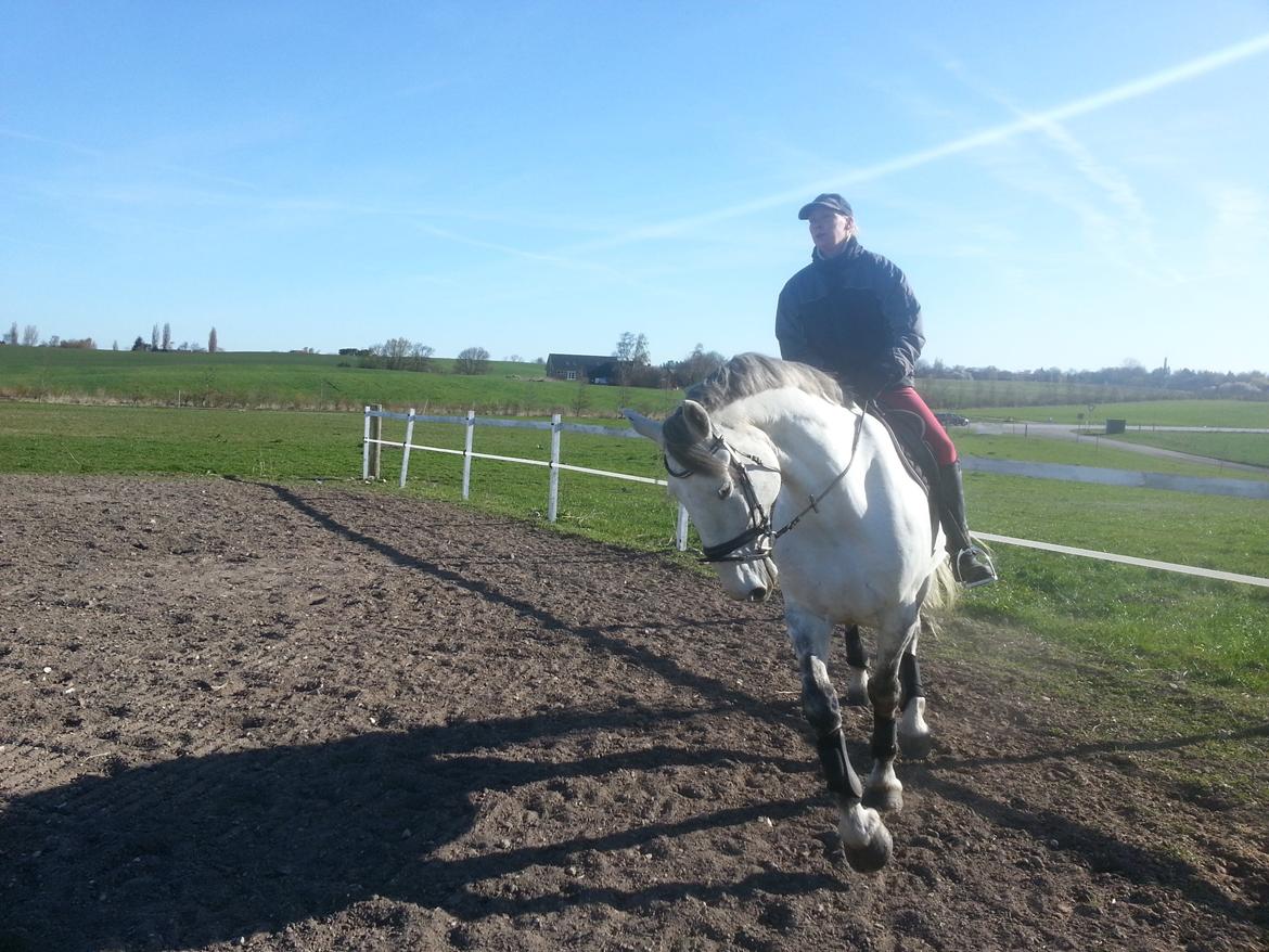 Anden særlig race Isha billede 15