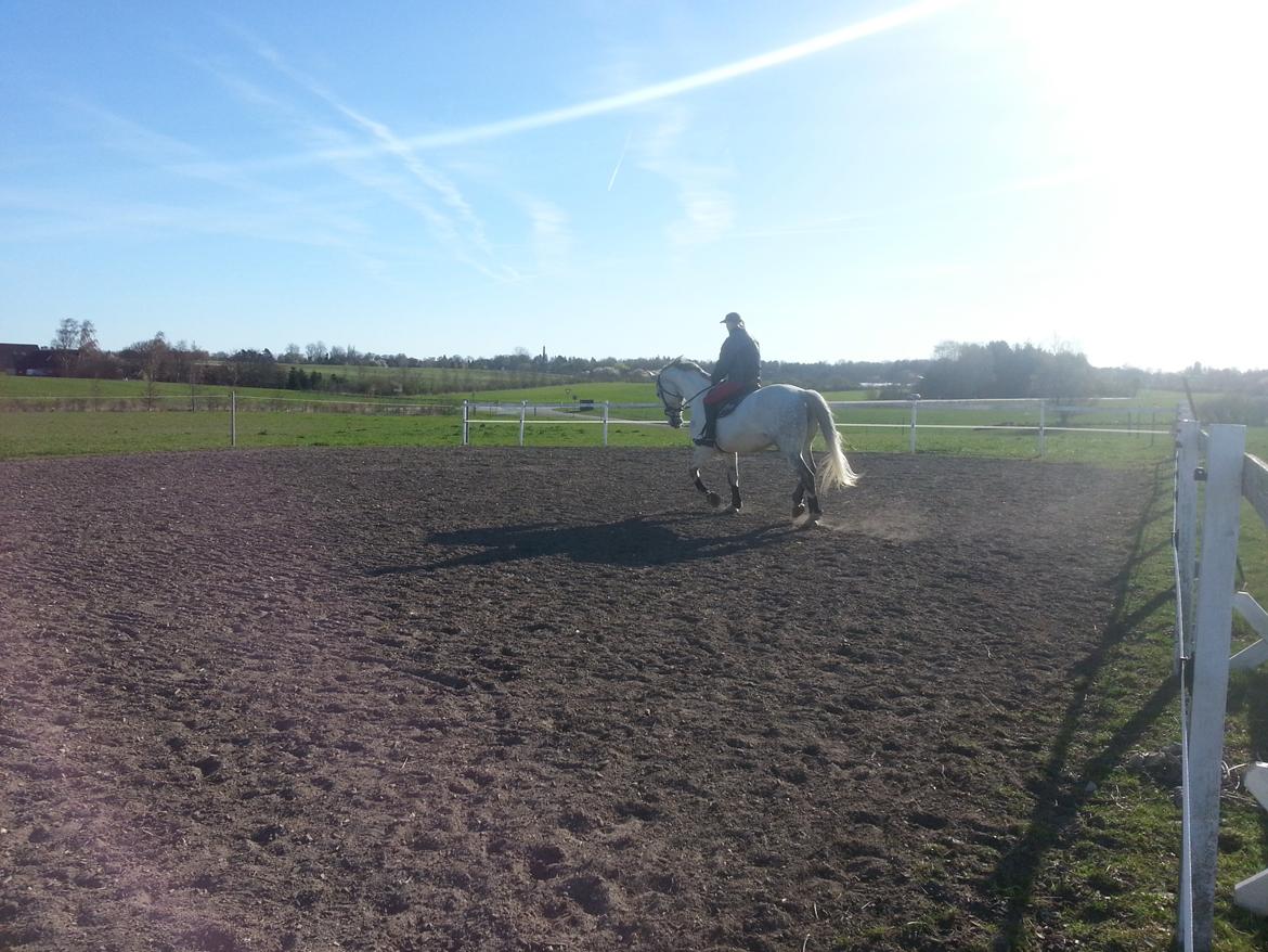 Anden særlig race Isha billede 16