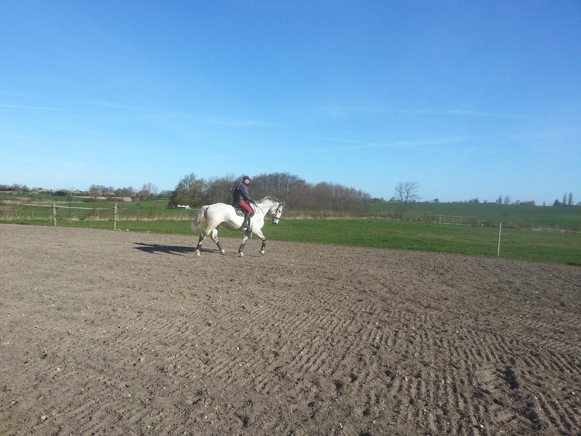 Anden særlig race Isha billede 13